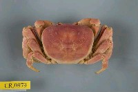 藏品(紫地蟹)的圖片